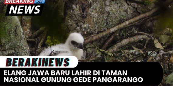 Elang Jawa yang Baru Lahir Terlihat di Taman Nasional Gunung Gede Pangrango